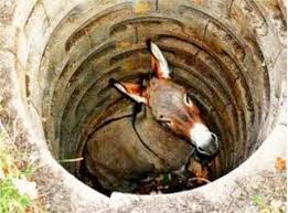 donkey in well